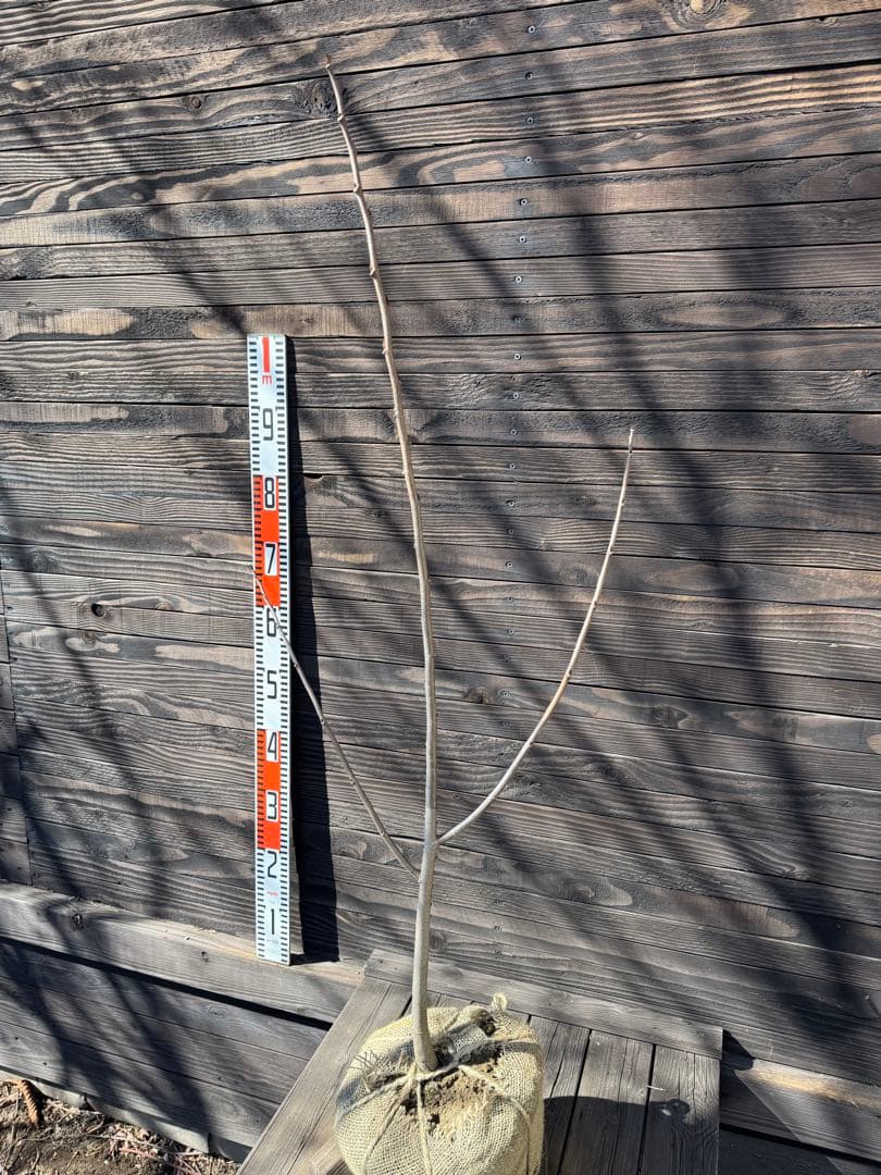 ポポー《庭木/果樹》【現品発送】管理 80042