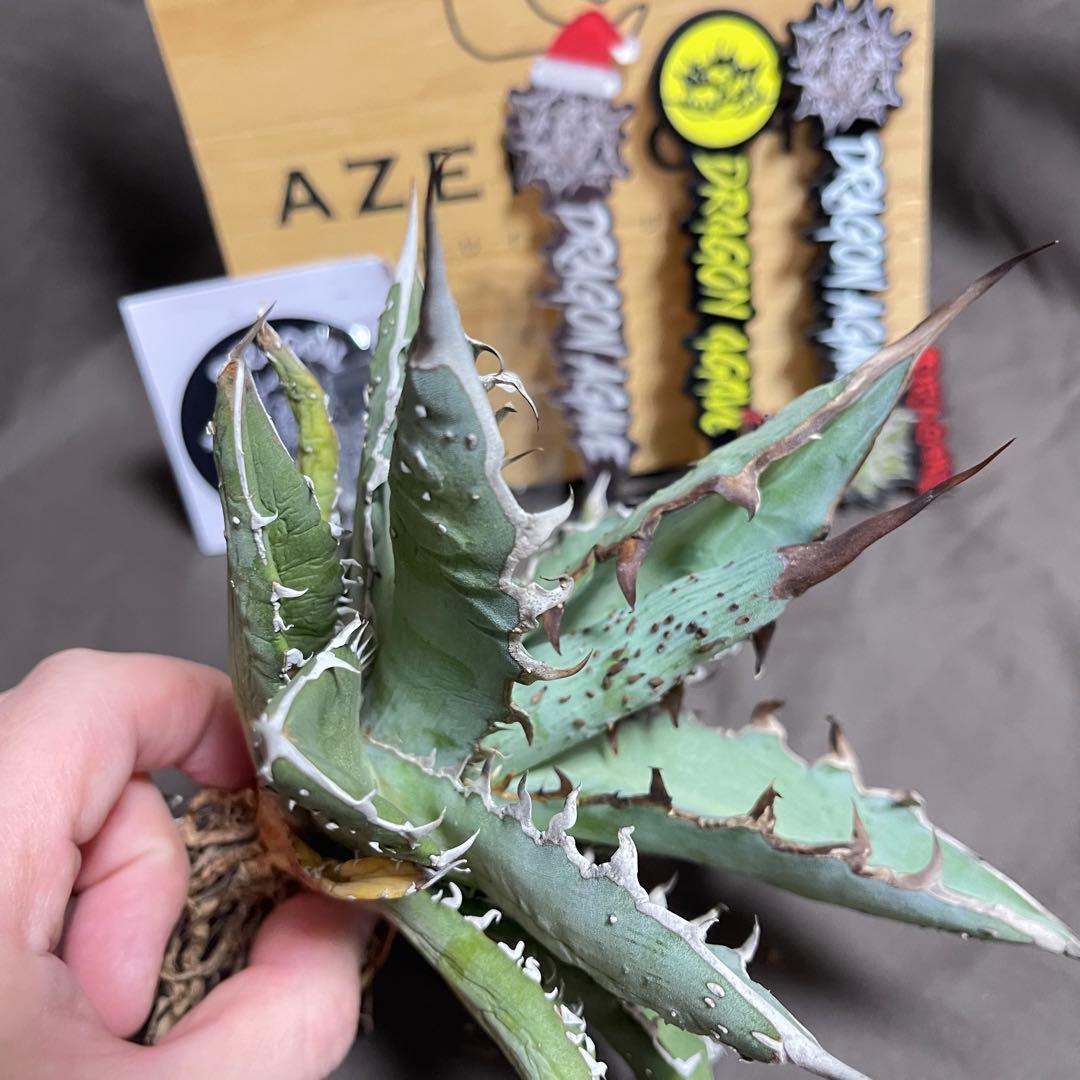 アガベ ハイブリッド　姫厳龍 × 木刺龍　キシロナカンサ　ドラゴンアガベ