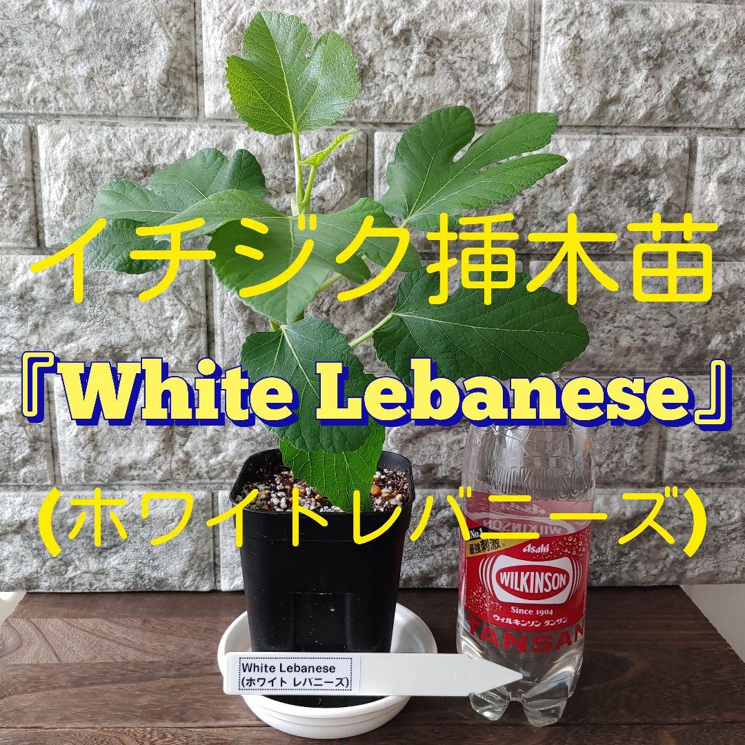 イチジク挿木苗 White Lebanese