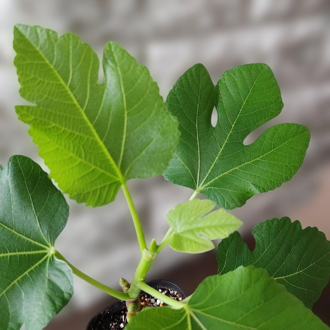 イチジク挿木苗 White Lebanese