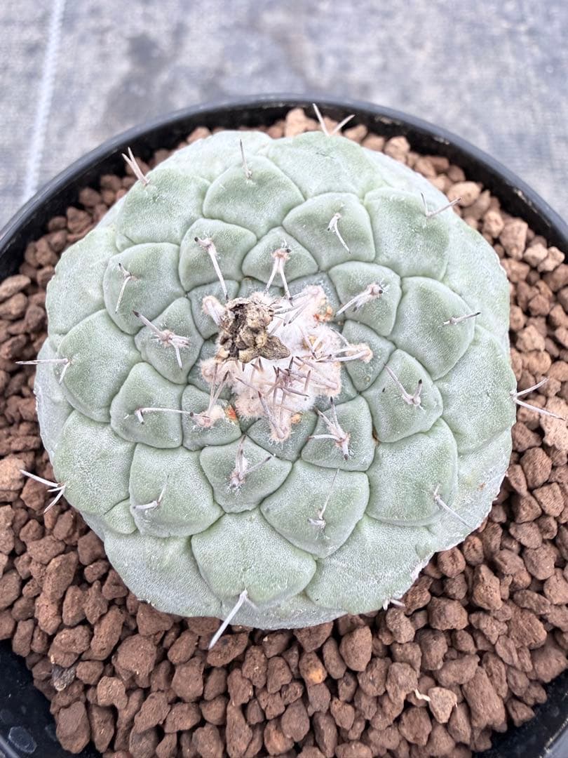 ストロンボカクタス　大疣菊水　国内実生　サボテン　帝冠