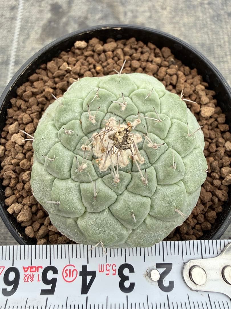 ストロンボカクタス　大疣菊水　国内実生　サボテン　帝冠