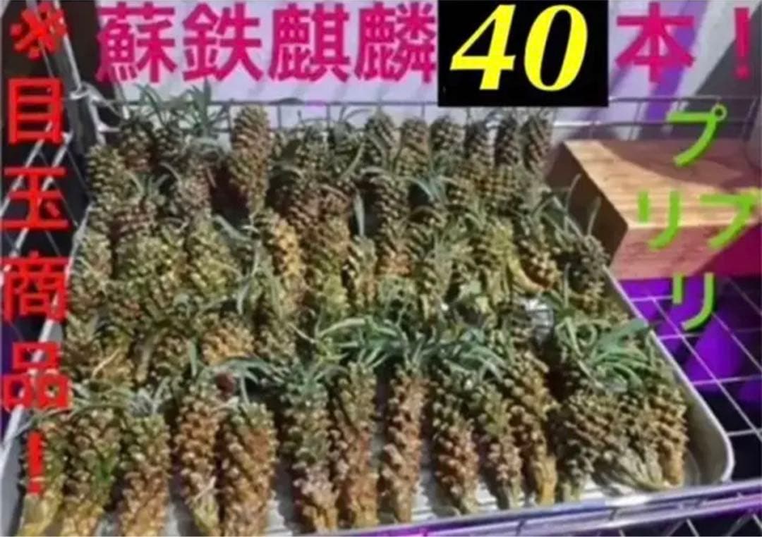 ✳️目玉商品✳️蘇鉄麒麟 ユーフォルビア パイナップルコーン  40本SET‼️