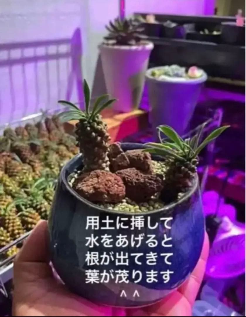 ✳️目玉商品✳️蘇鉄麒麟 ユーフォルビア パイナップルコーン  40本SET‼️