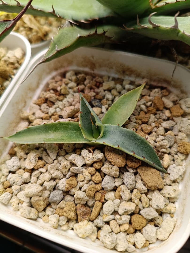 アガベ　パラサナ　斑入り　ハイブリッドアガベ　パリー　モンタナ　オバティフォリア