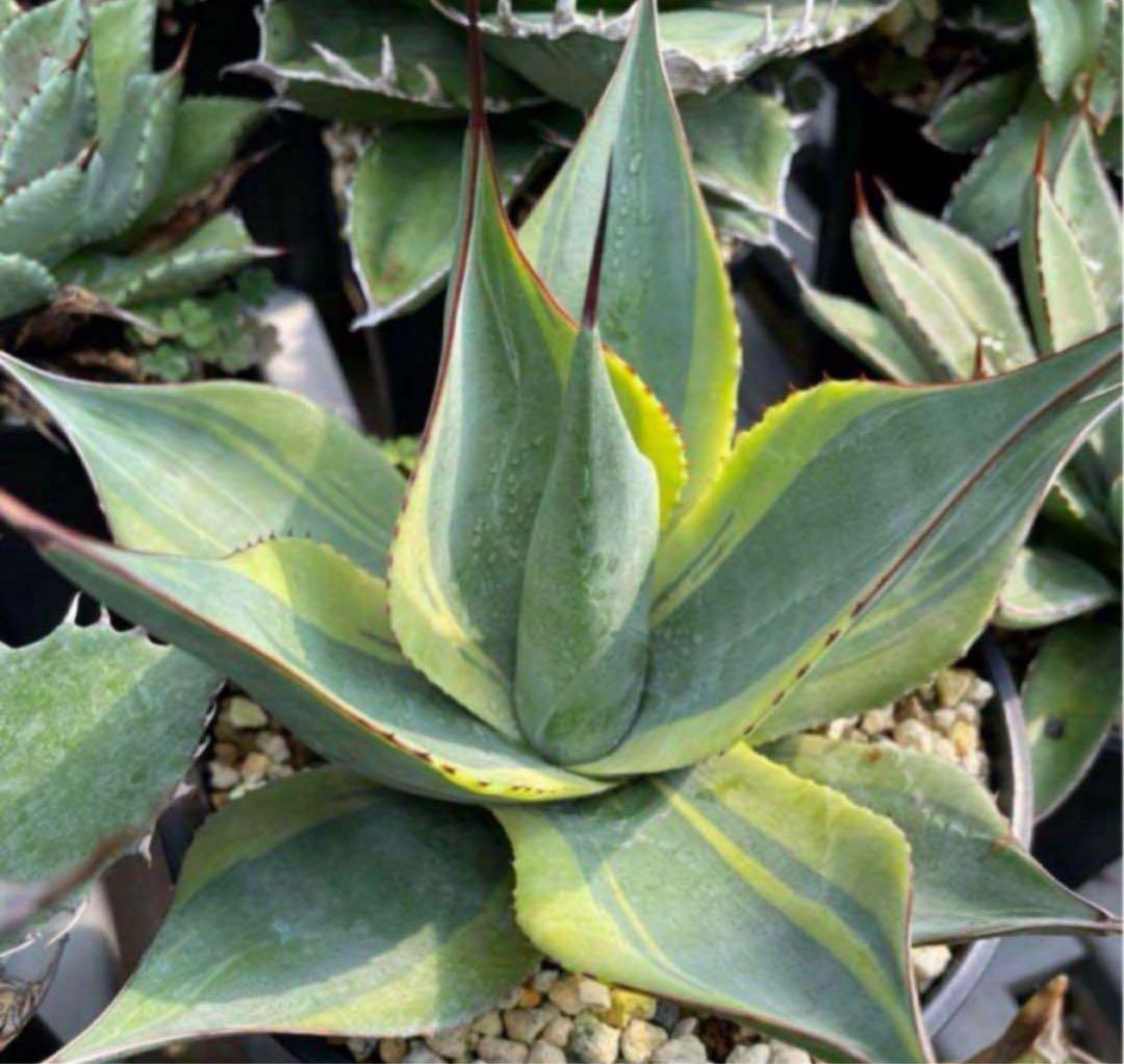 アガベ　パラサナ錦　スムースエッジ　‘Mind funk’ 珍品