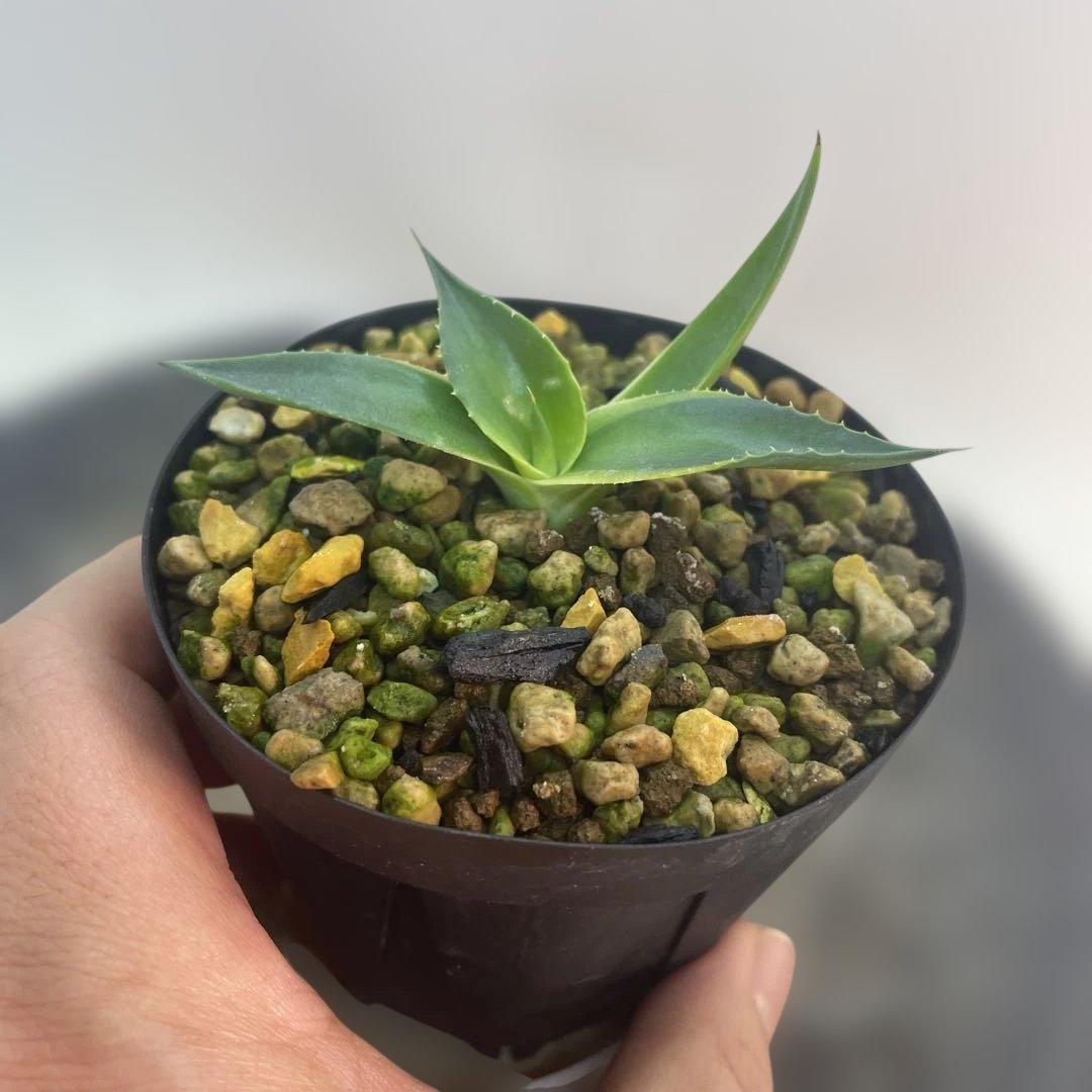 アガベ　パラサナ錦　スムースエッジ　‘Mind funk’ 珍品