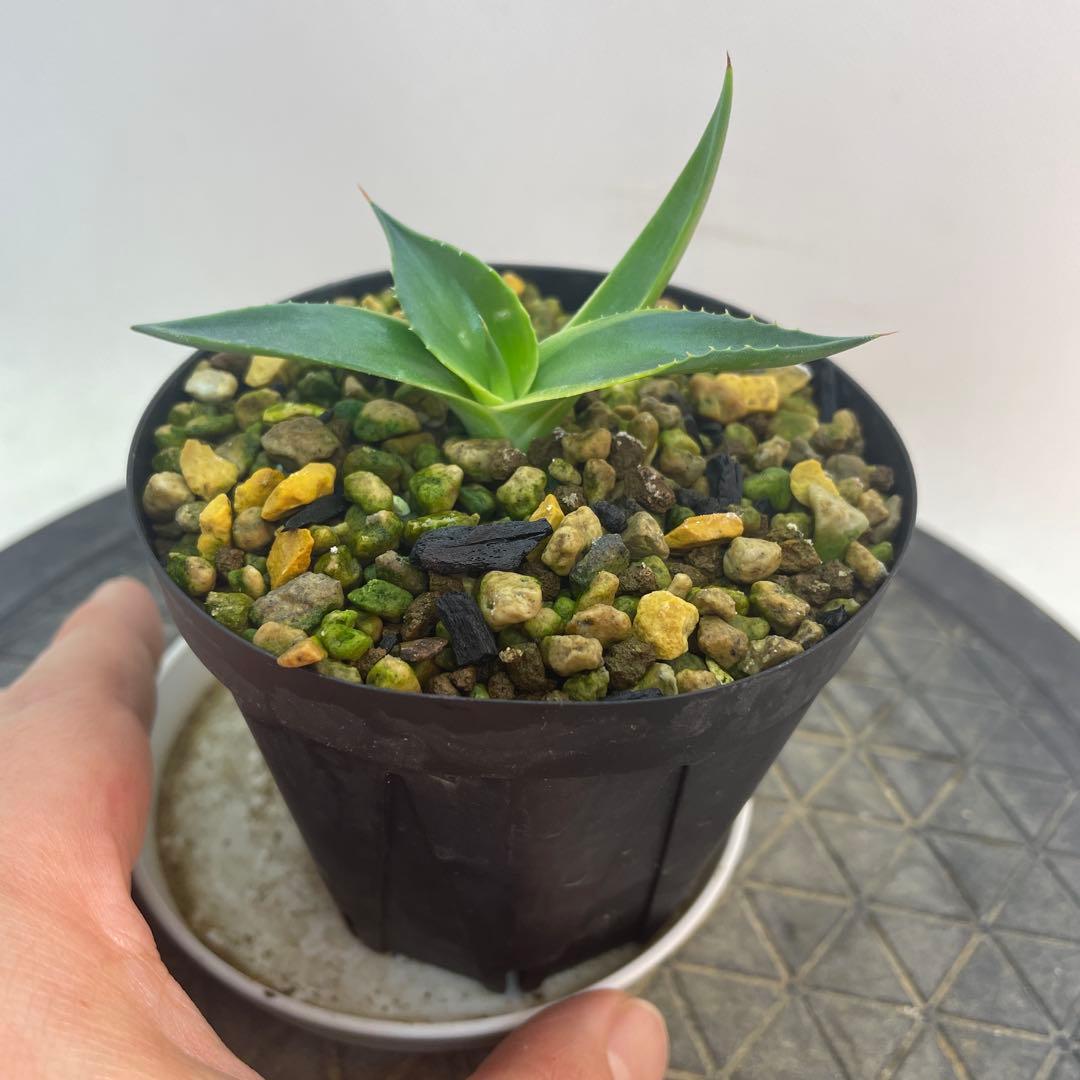 アガベ　パラサナ錦　スムースエッジ　‘Mind funk’ 珍品