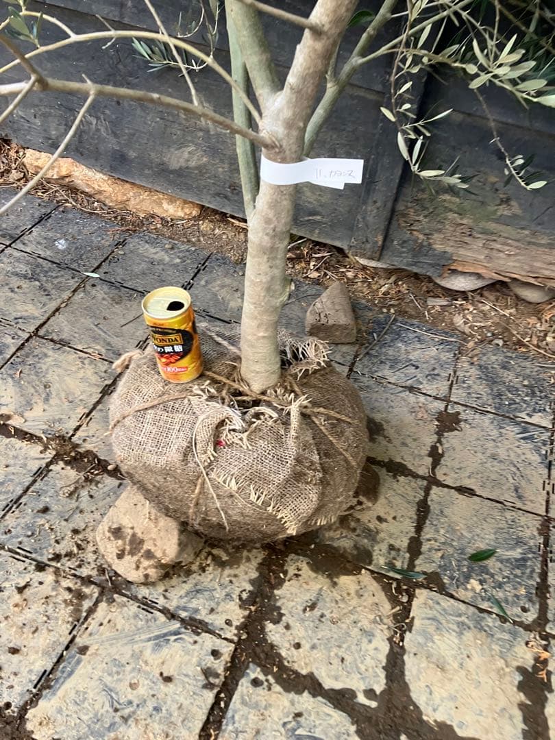 1 希少　オリーブの木　カヨンヌ