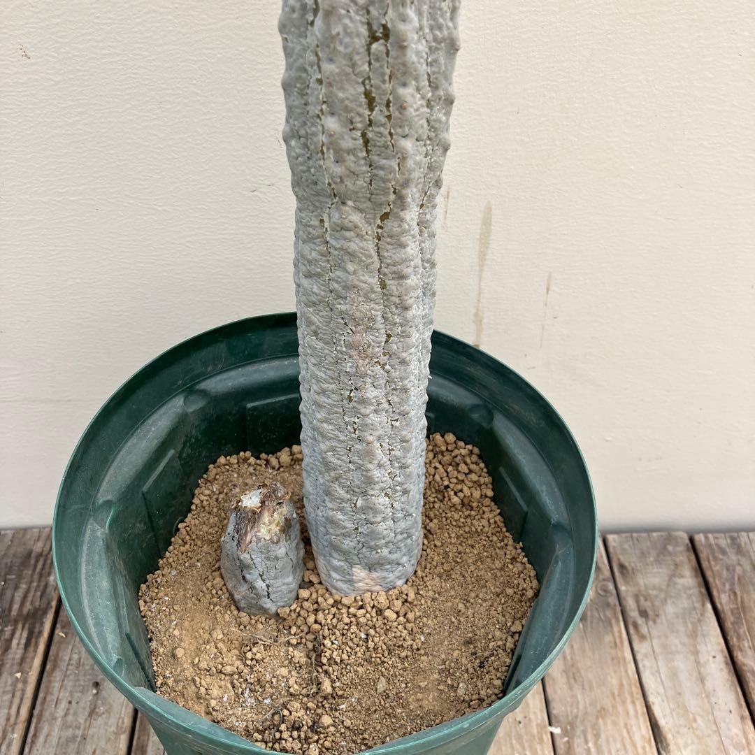 ユーフォルビア　アブデルクリ　超大株