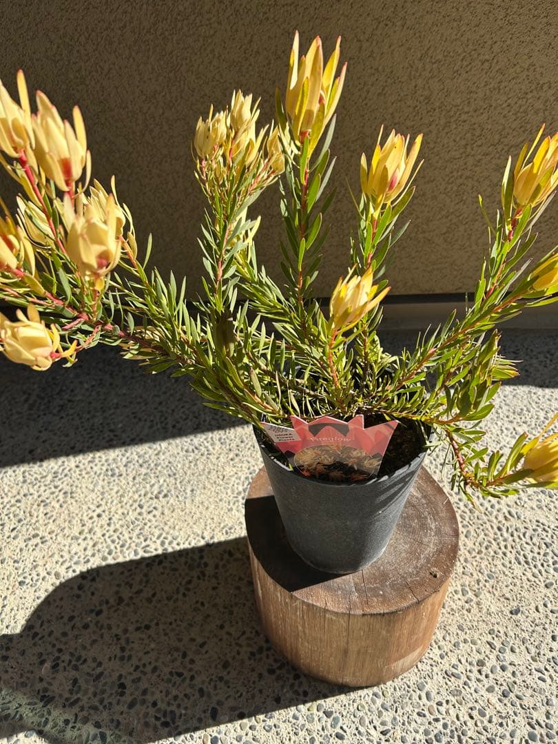 リューカデンドロンファイアーグロー5号大②