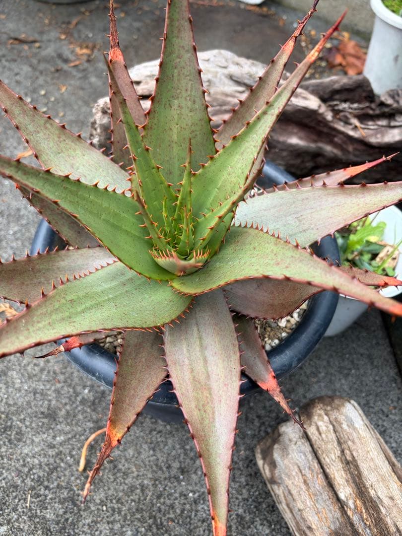 耐寒性アロエ　ブローミー　ブルーミー大株ドライガーデン　サボテン　アガベ ユッカ