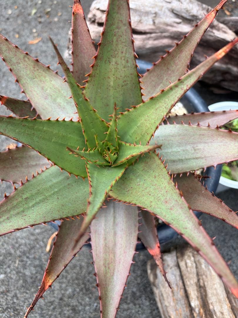 耐寒性アロエ　ブローミー　ブルーミー大株ドライガーデン　サボテン　アガベ ユッカ