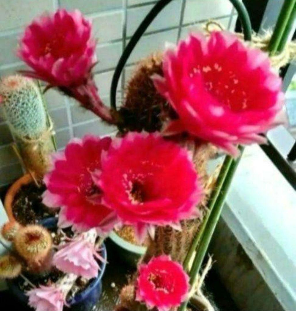 艶鶴丸（エンカクマル) 花サボテン カキコ１つ　流通量が少ない