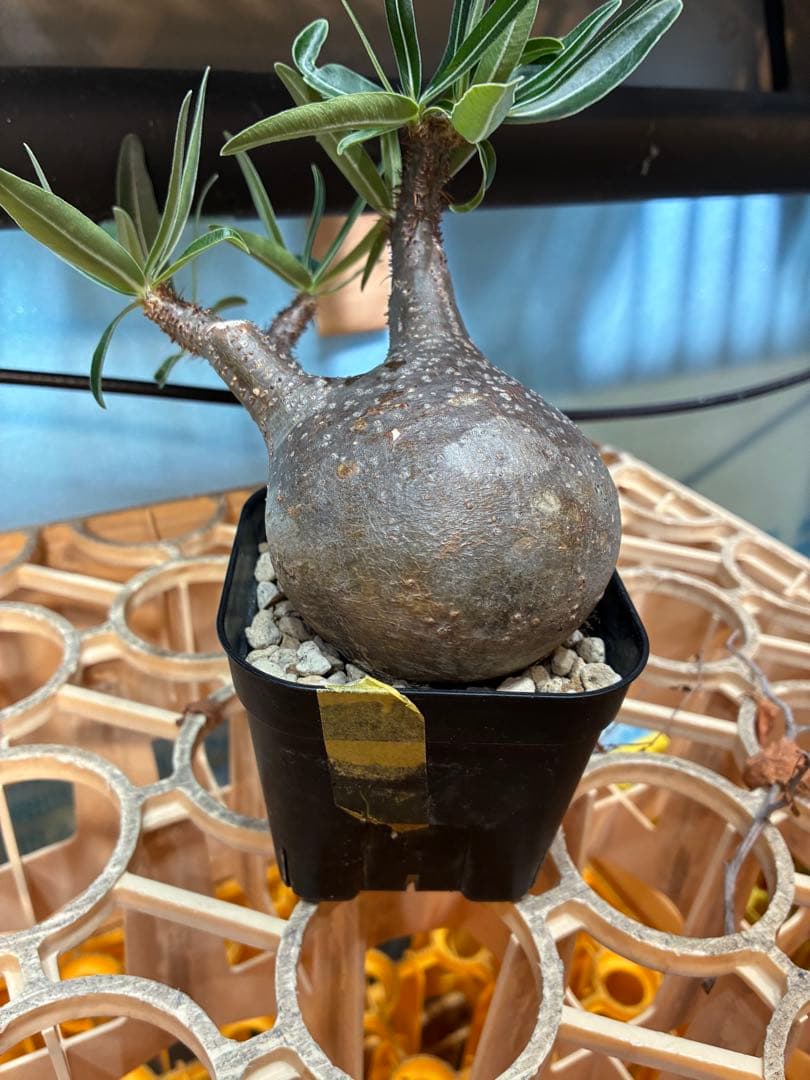 パキポディウム グラキリス　　【現地球】 発根済　良型