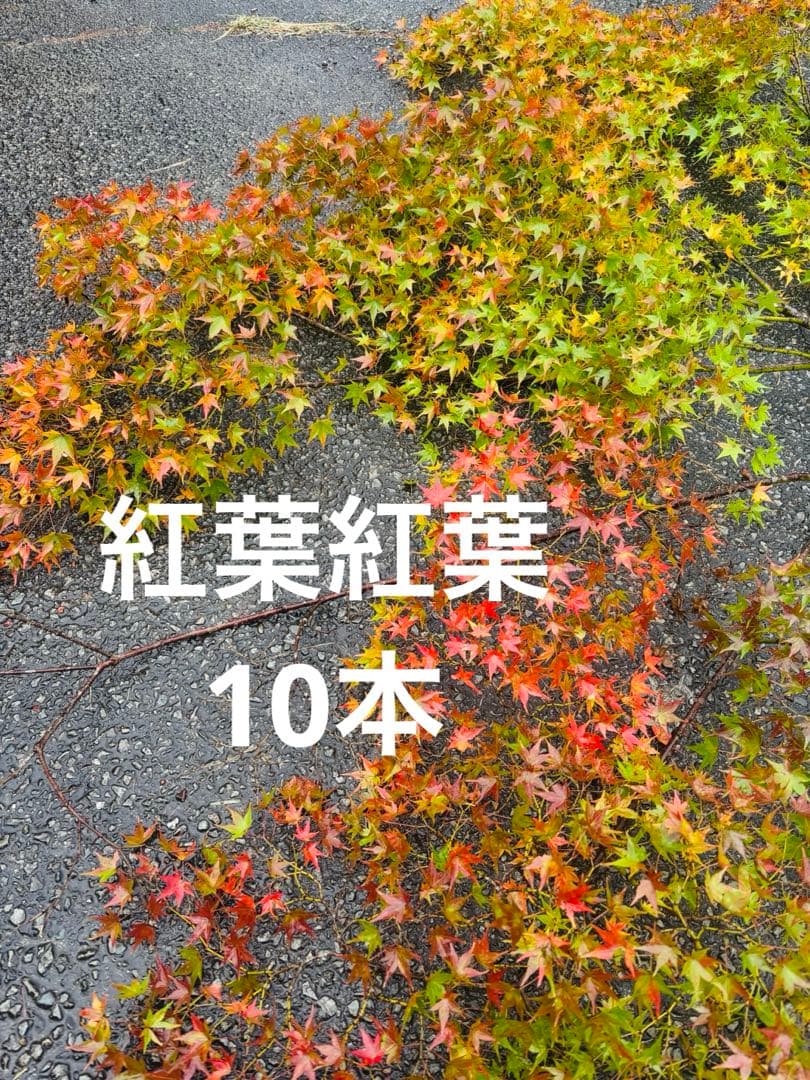 紅葉紅葉