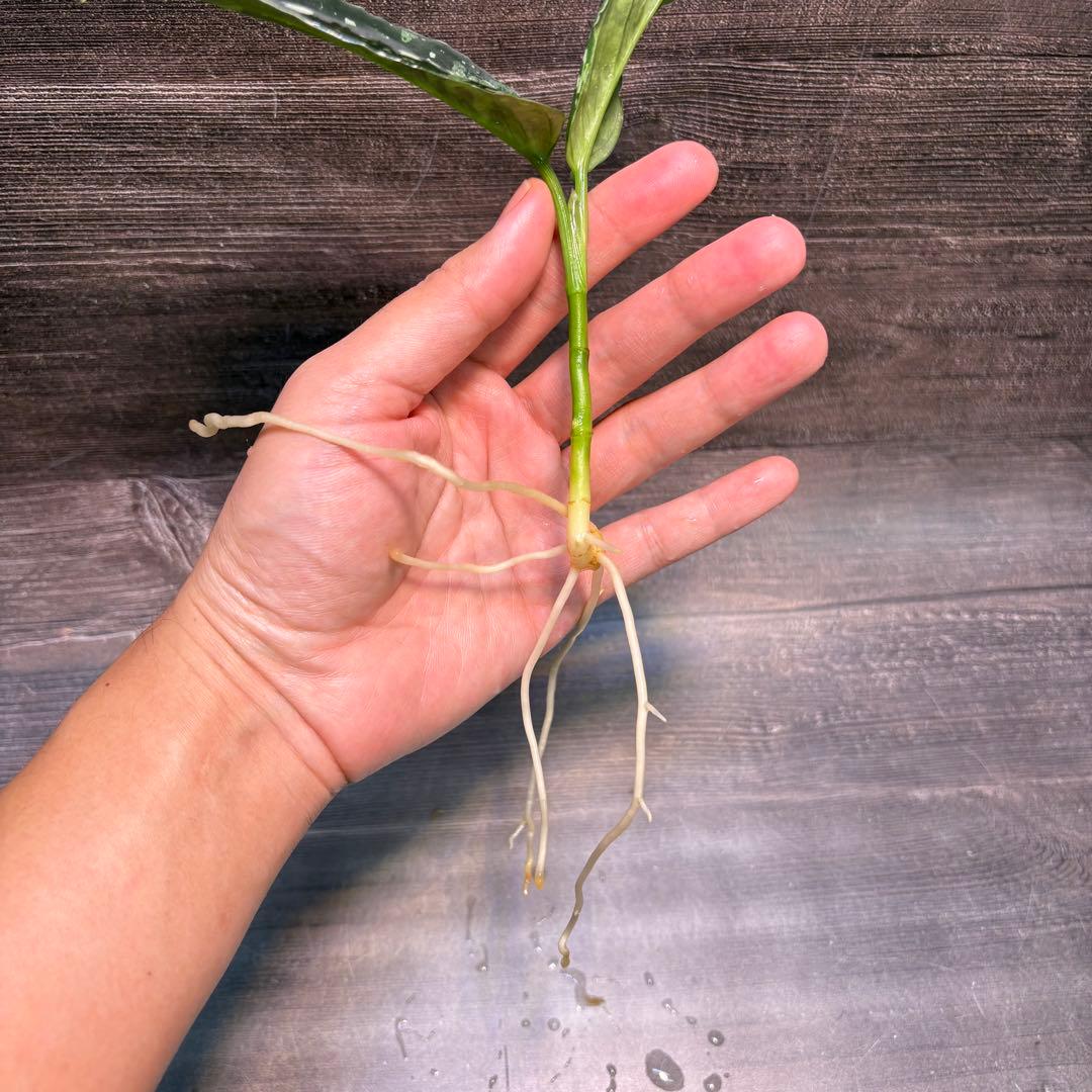 アグラオネマ　ピクタム(MB-2022/AJML/NXG01) 小