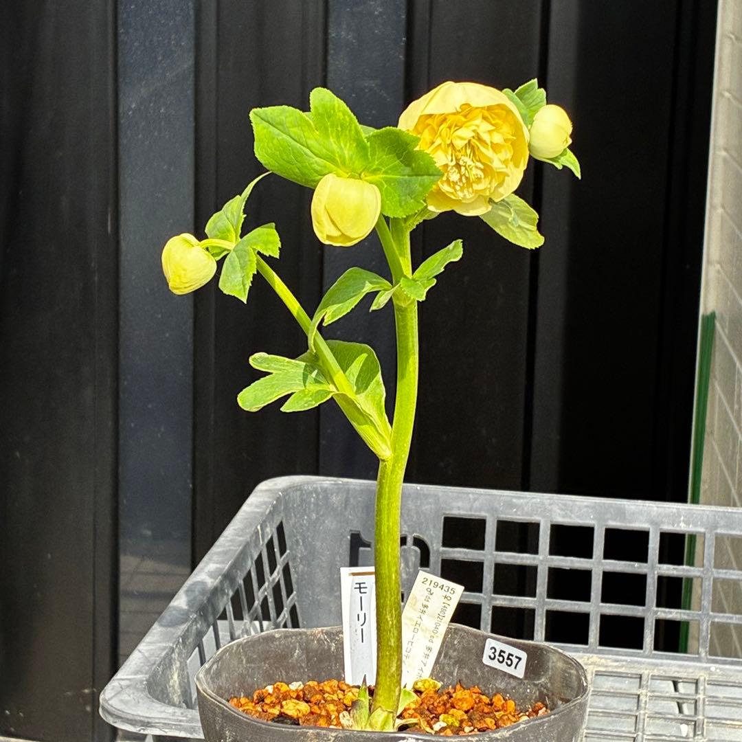 ム*ク様 3557☘️蕾花タグ付☘️2026年NO1☘️極上☘️⭐️モーリー⭐️