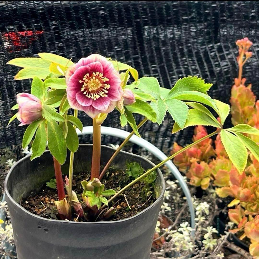 ヒ*ロ様 ❤️プクプク新芽❤️121⭐️極上⭐️【ソレイユ】クリスマスローズ