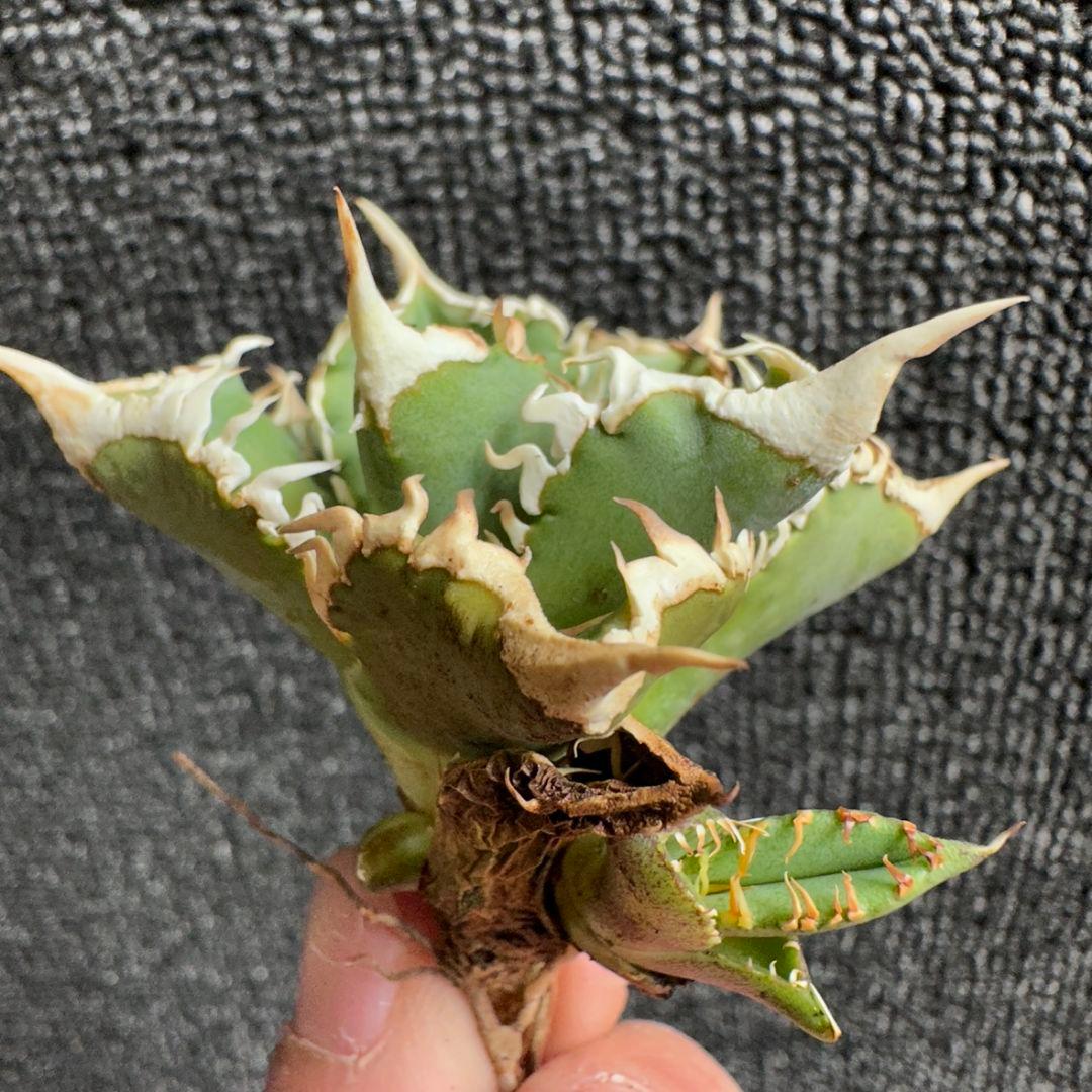 2189アガベ チタノタ 大白鯊 強白棘 極上子株