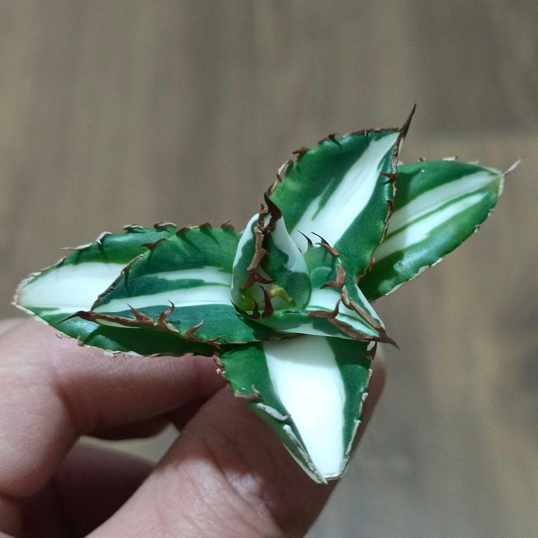 山*本様 409 特選 アガベ チタノタ 太陽神錦 極白中斑錦 特白 明錦 極上