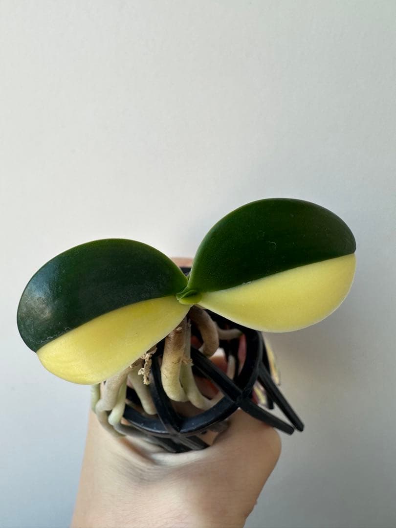 【 名護蘭 】明丸縞　半月　362