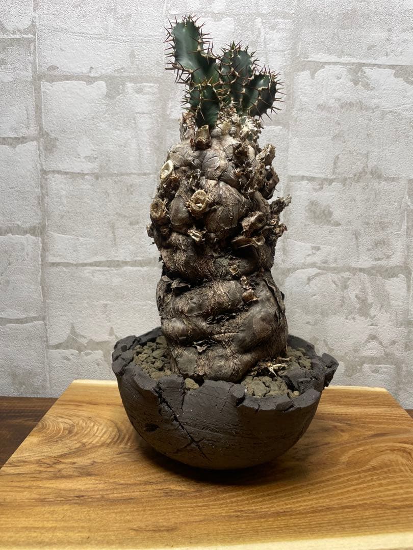 ユーフォルビアムランジーナ　良株　発根済み　鉢付き