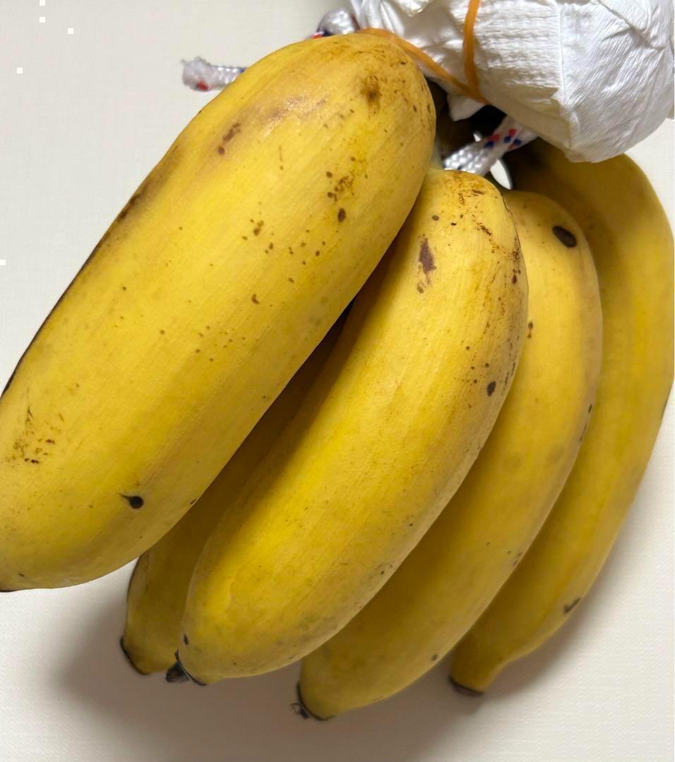 処分◆180cm糖度モンスター◆スーパードワーフ・キングナムワ◆関東路地可 低木