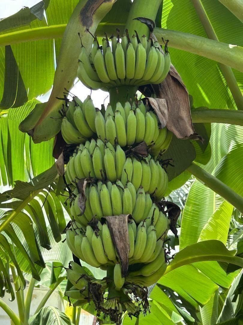 処分◆180cm糖度モンスター◆スーパードワーフ・キングナムワ◆関東路地可 低木