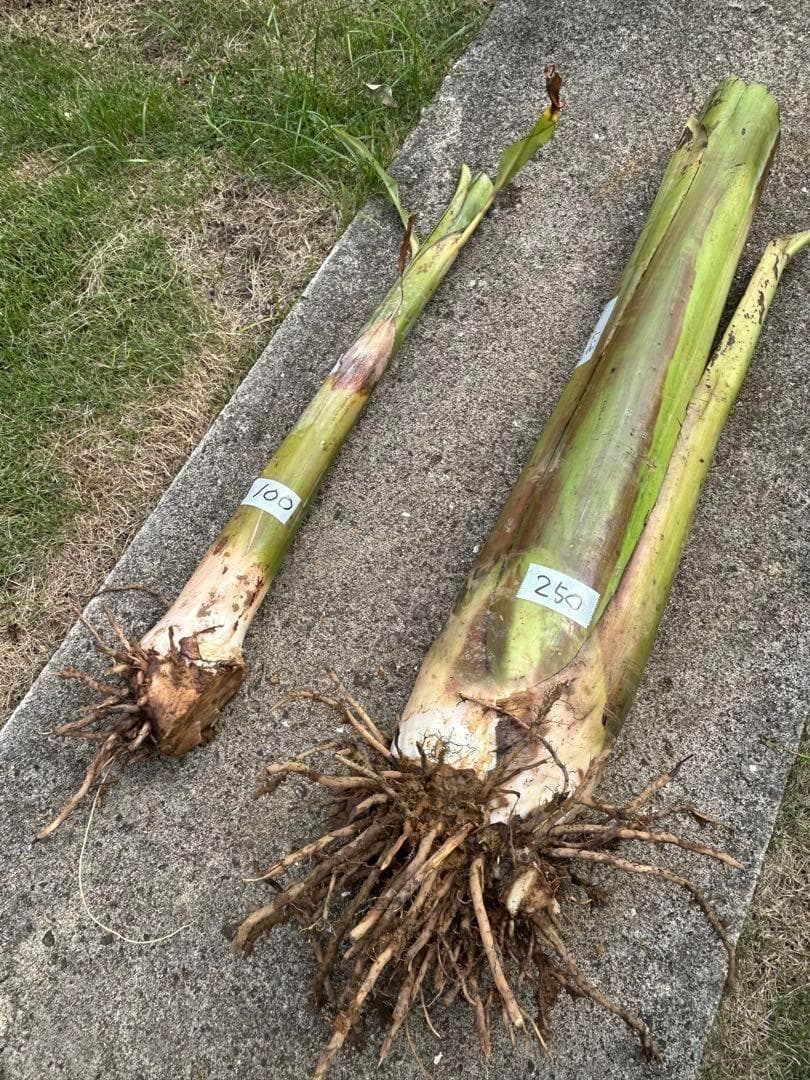 処分◆180cm糖度モンスター◆スーパードワーフ・キングナムワ◆関東路地可 低木