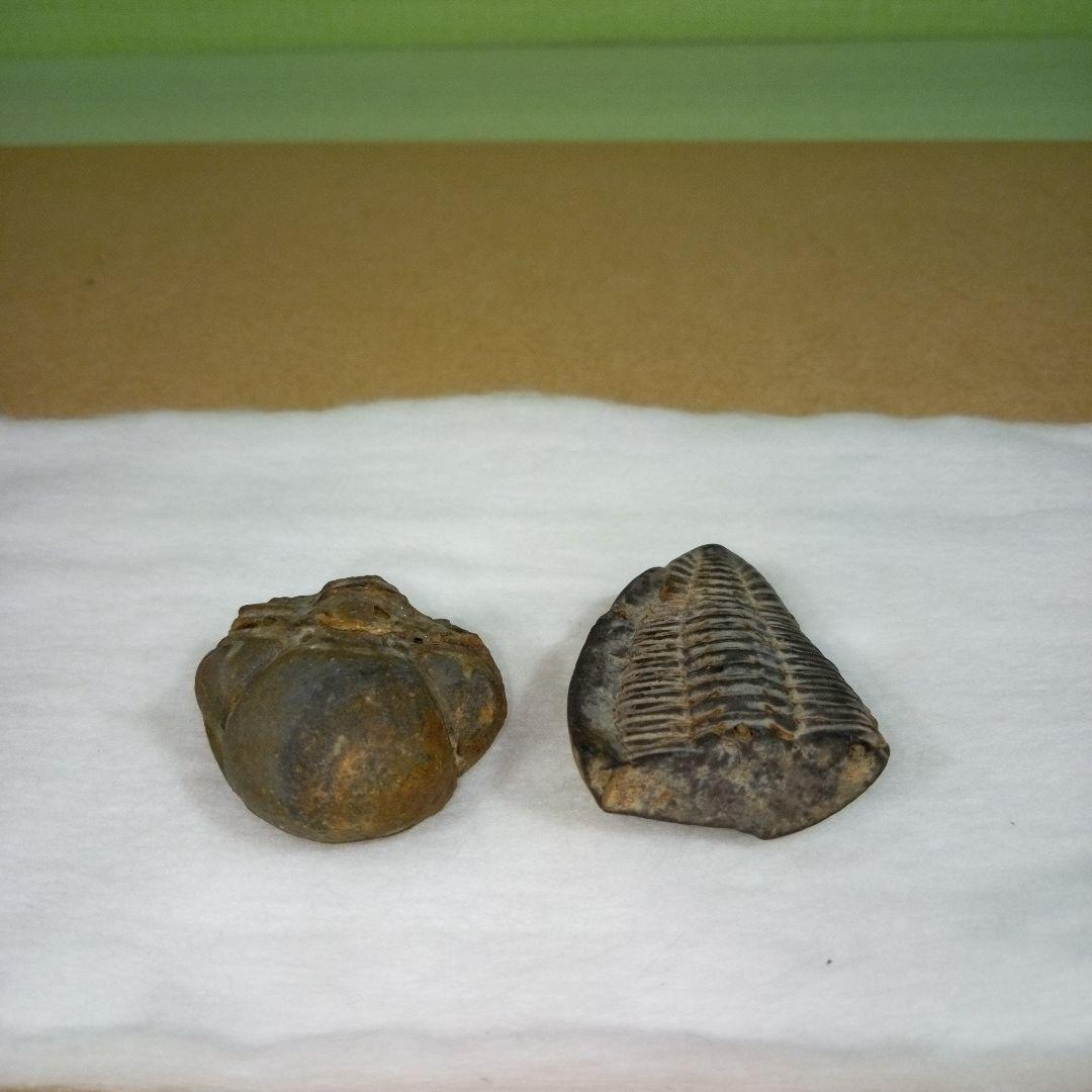 三葉虫　化石　fossil　ボリビア産　レア　Fossil判別④