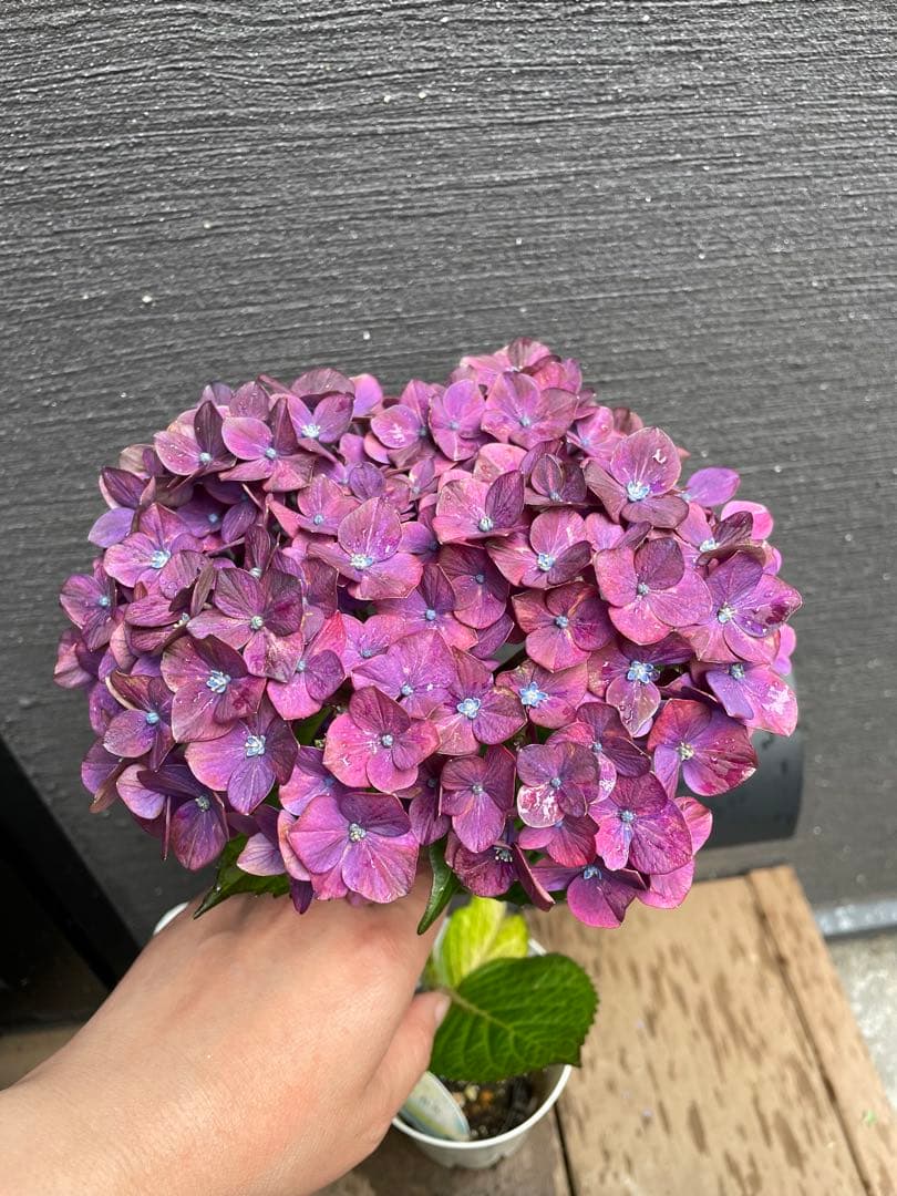 【花苗】4鉢限定　紫陽花　マジカルチョコレート　① 特大花　正規品　タグ付き