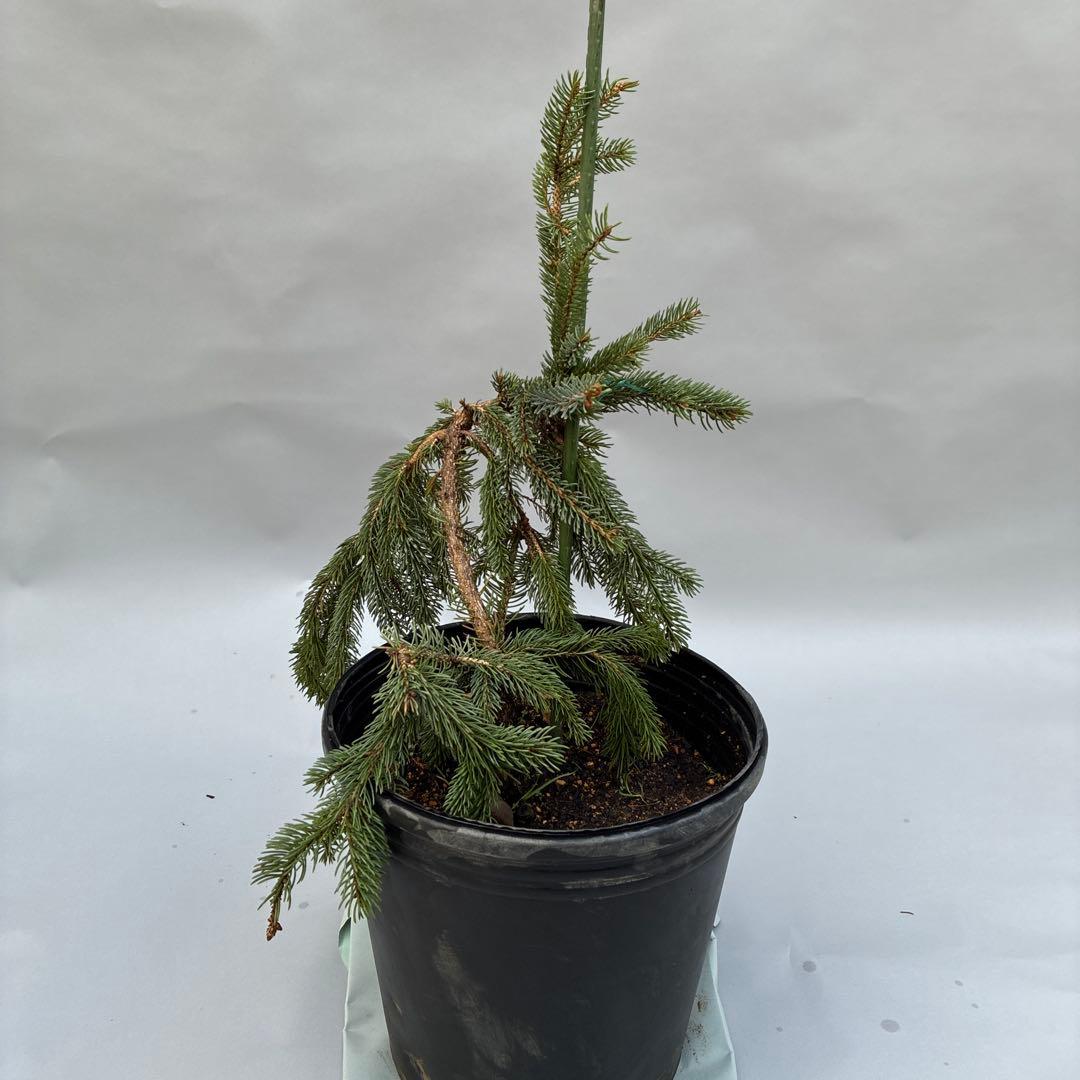 カナダトウヒ　ペンデュラ