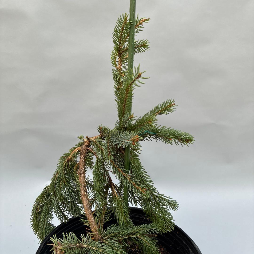 カナダトウヒ　ペンデュラ