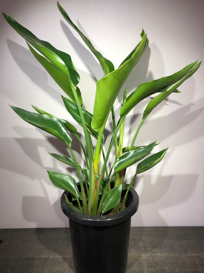 ストレチア　オーガスタ　3株入り　ボリューム満点　高さ80cm以上(現物)