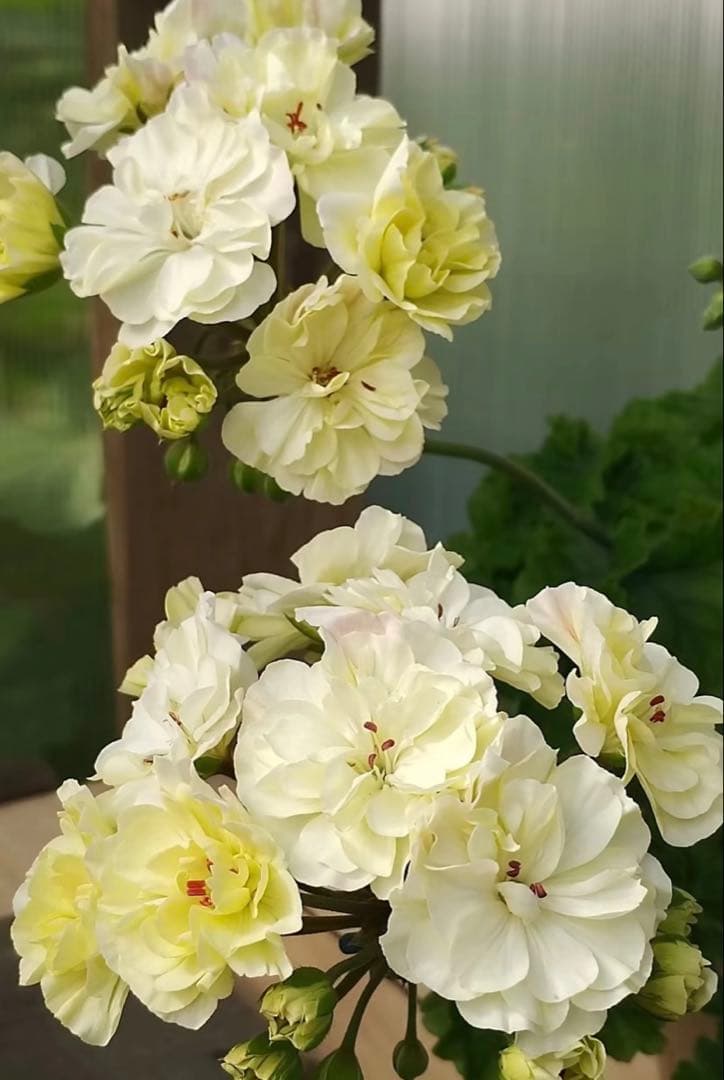 大きめ希少品種ゼラニウム苗　レア品種ゼラニウム苗WRM001