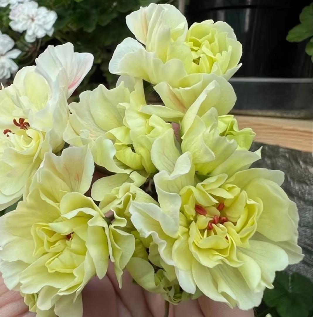 大きめ希少品種ゼラニウム苗　レア品種ゼラニウム苗WRM001