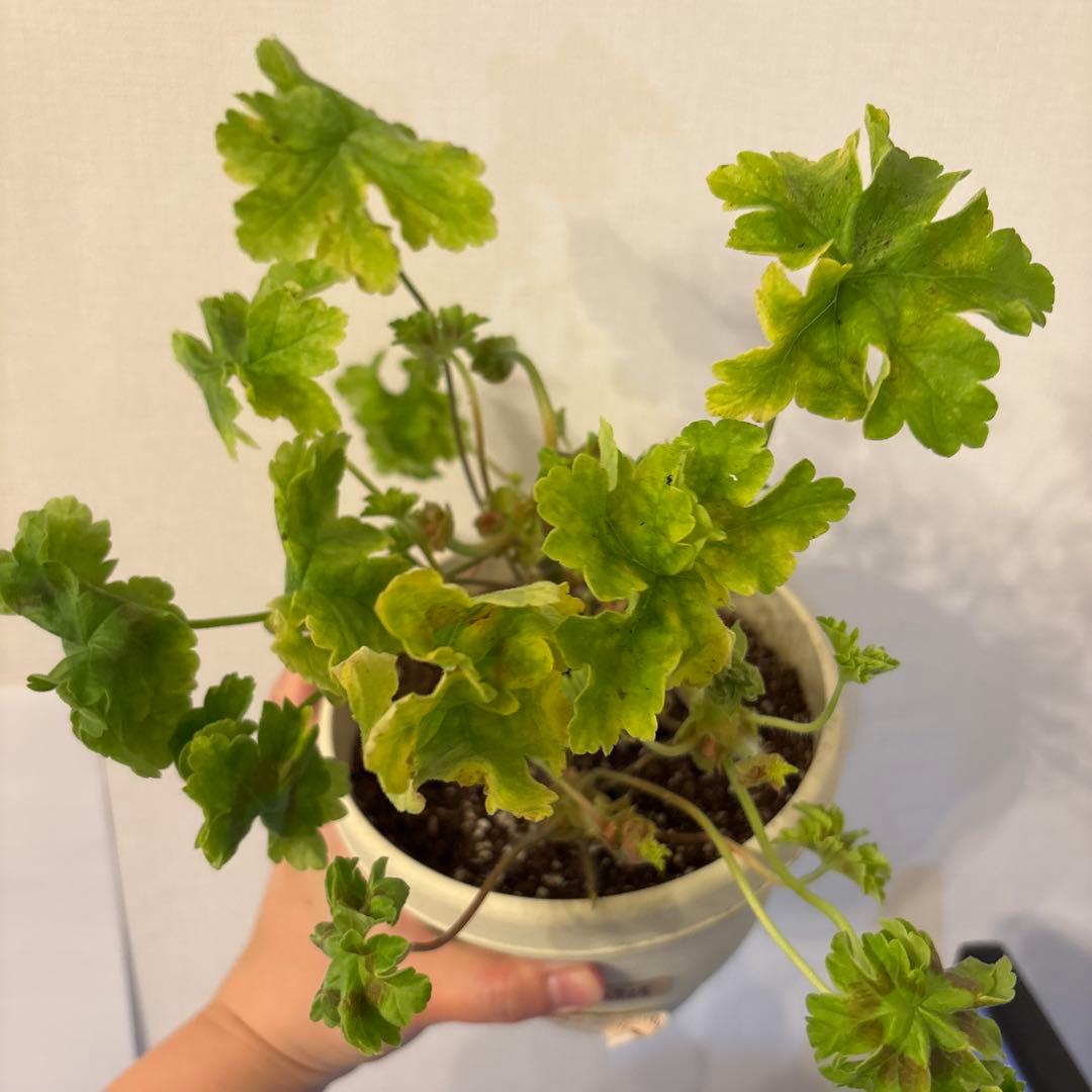 大きめ希少品種ゼラニウム苗　レア品種ゼラニウム苗WRM001