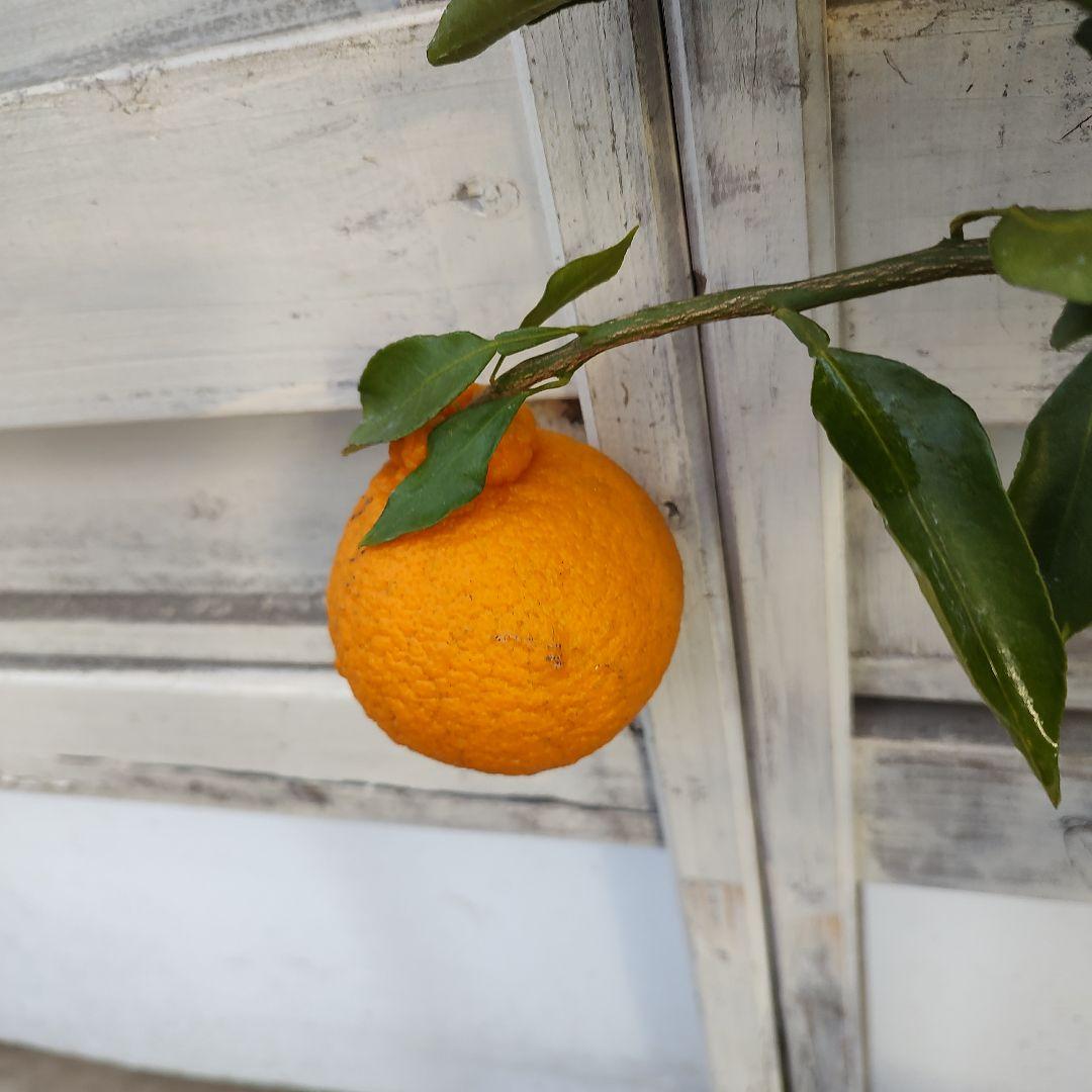 不知火 3年生 結実実績あり！ 樹高低めベランダ栽培にもGood♪̊̈♪̆̈