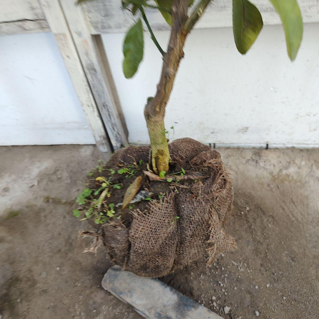 不知火 3年生 結実実績あり！ 樹高低めベランダ栽培にもGood♪̊̈♪̆̈