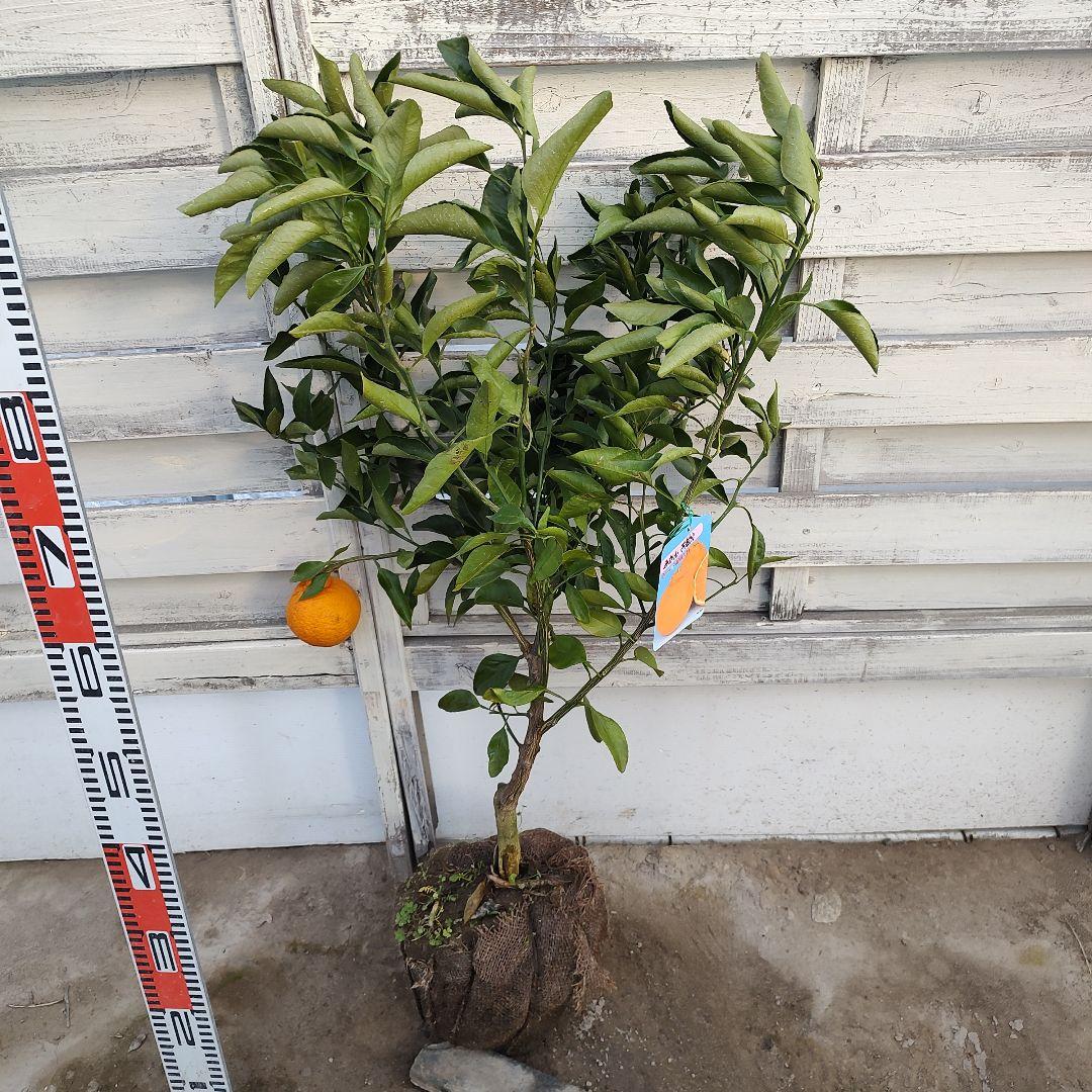 不知火 3年生 結実実績あり！ 樹高低めベランダ栽培にもGood♪̊̈♪̆̈
