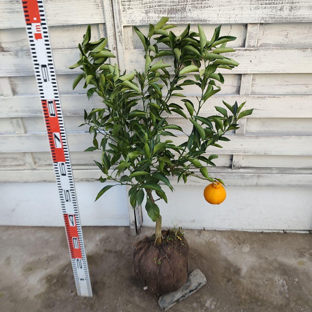 不知火 3年生 結実実績あり！ 樹高低めベランダ栽培にもGood♪̊̈♪̆̈
