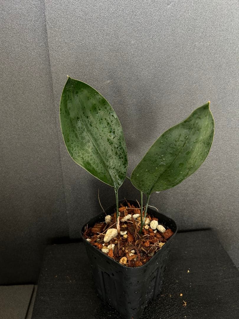 その他観葉植物 ASPIDISTRA BABENSIS 'BLACK LEAF'