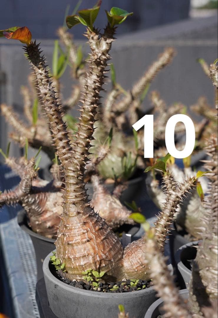 超新鮮　パキポディウム　ウィンゾリー　種子　7月下旬採種　10粒　塊根植物