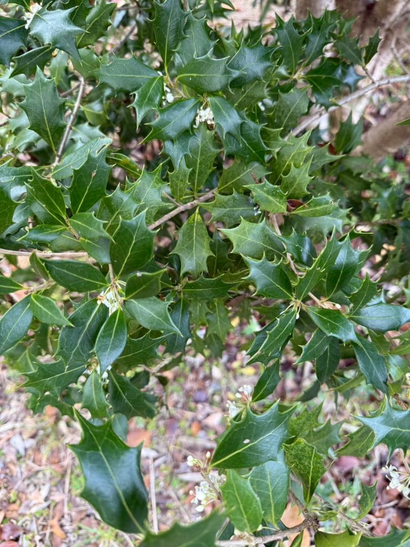 No.220d♡節分♡姫ヒイラギ♡オーダーページ♡