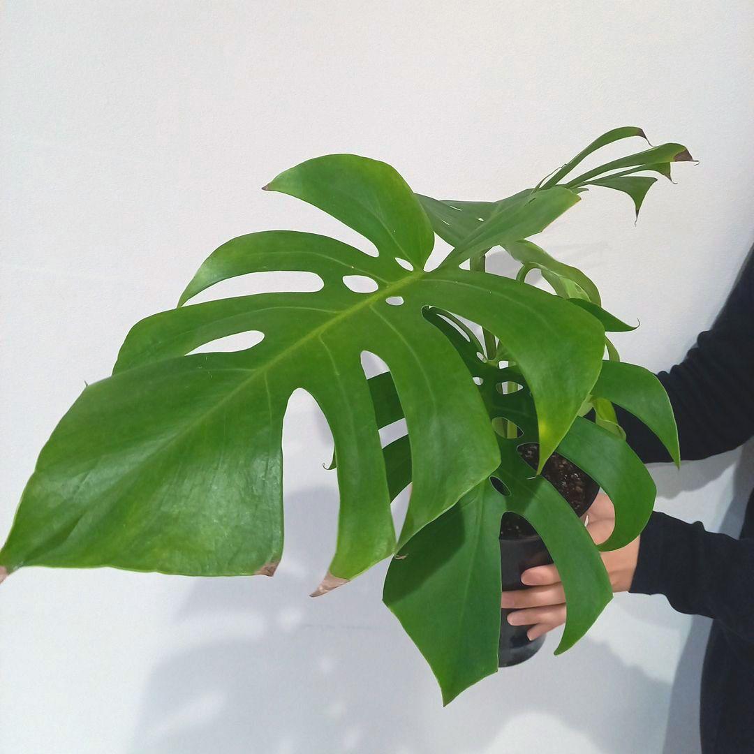 超絶希少 モンステラ デリシオーサ スケルトン