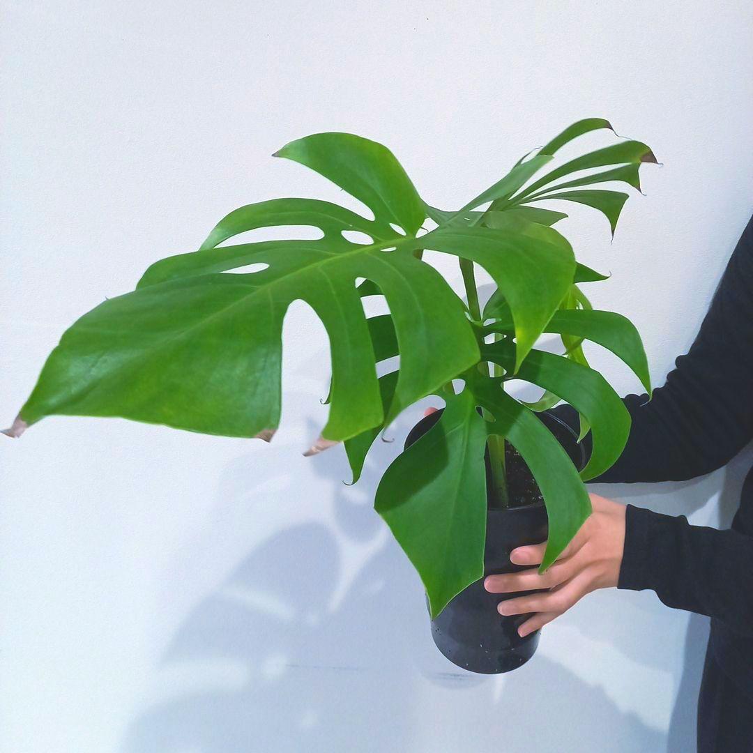 超絶希少 モンステラ デリシオーサ スケルトン