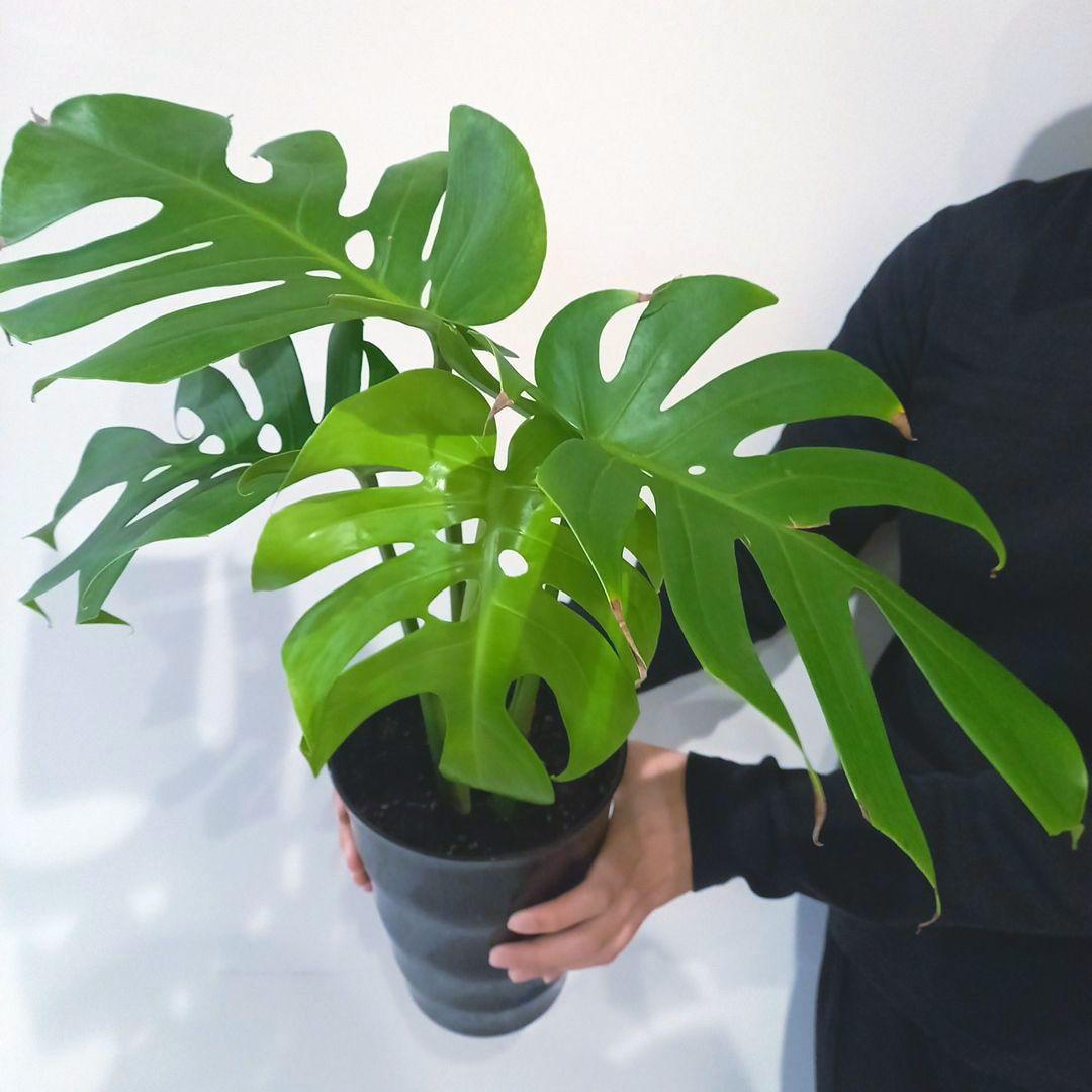 超絶希少 モンステラ デリシオーサ スケルトン