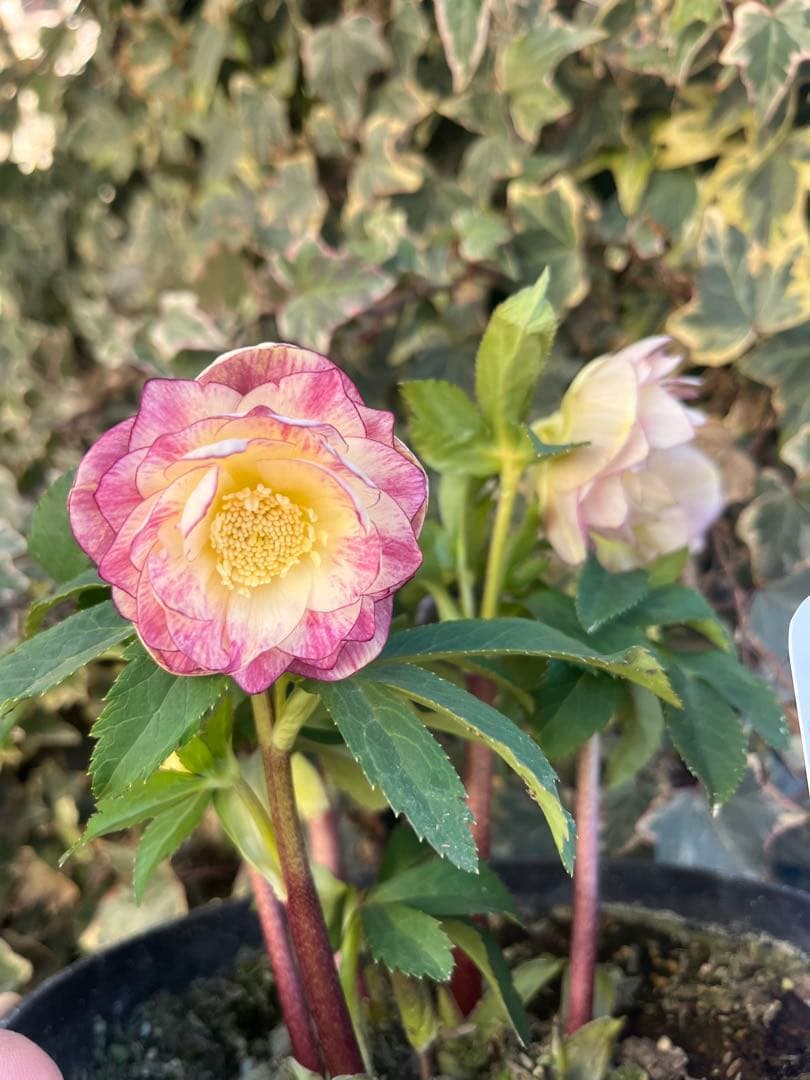 クリスマスローズ　広瀬園芸