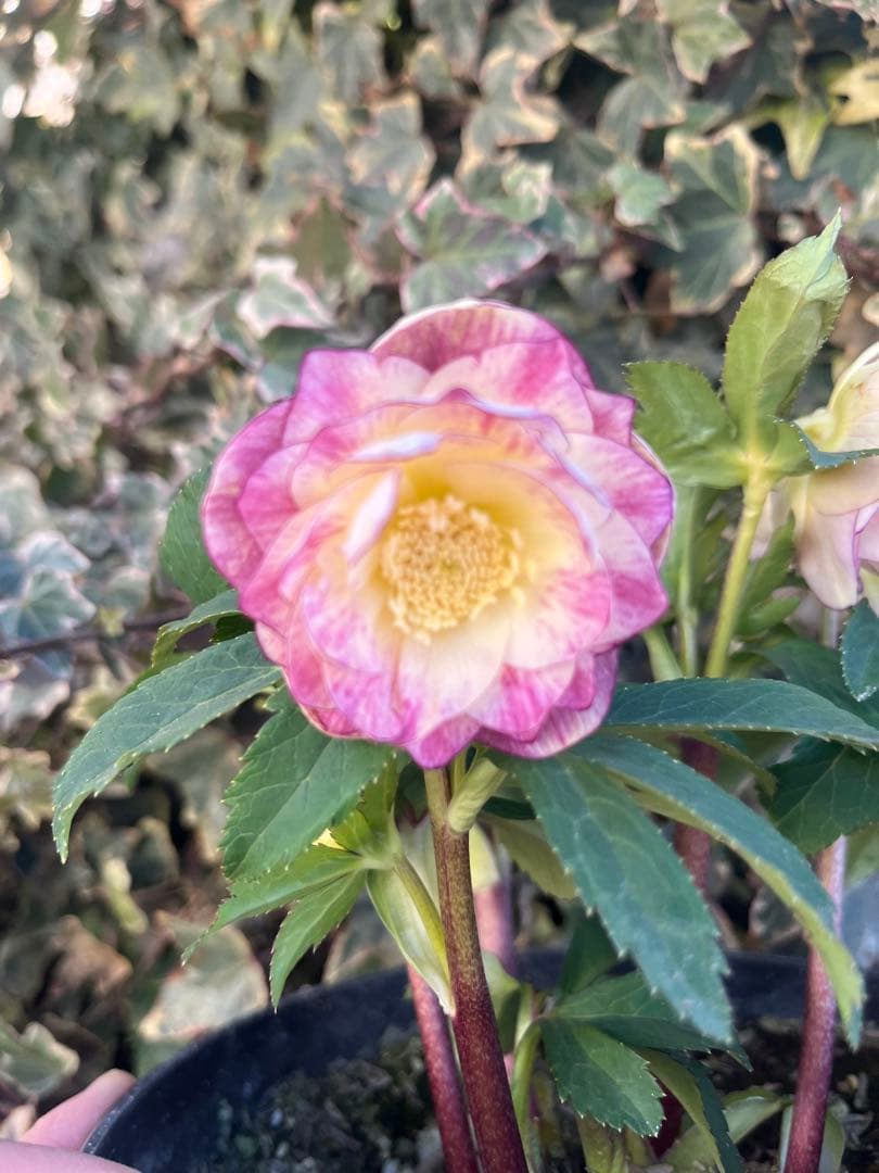 クリスマスローズ　広瀬園芸